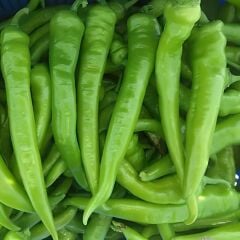 Demre Tatlı Biber Fidesi – Geleneksel(1 akasa / 48 adet)