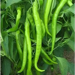 Demre Tatlı Biber Fidesi – Geleneksel(1 akasa / 48 adet)