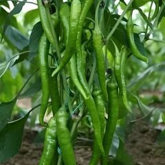 Demre Tatlı Biber Fidesi – Geleneksel(1 akasa / 48 adet)