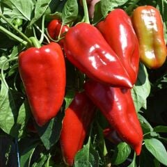 Kapya Biber Fidesi Geleneksel – İtalyan Biber(1 kasa 48 adet)