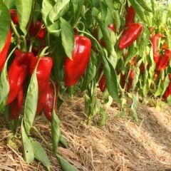 Kapya Biber Fidesi Geleneksel – İtalyan Biber(1 kasa 48 adet)