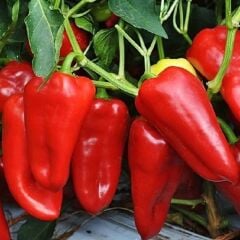 Kapya Biber Fidesi Geleneksel – İtalyan Biber(1 kasa 48 adet)