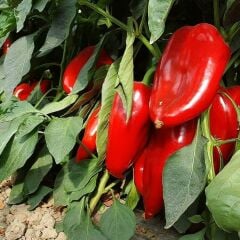 Kapya Biber Fidesi Geleneksel – İtalyan Biber(1 kasa 48 adet)