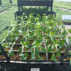 Tatlı Sivri Biber Fidesi Geleneksel – Capsicum Annuum(1 kasa 48 adet)