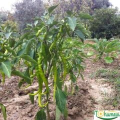 Tatlı Sivri Biber Fidesi Geleneksel – Capsicum Annuum(1 kasa 48 adet)