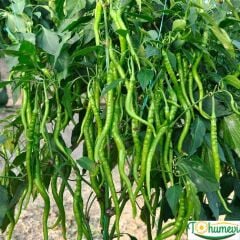 Tatlı Sivri Biber Fidesi Geleneksel – Capsicum Annuum(1 kasa 48 adet)