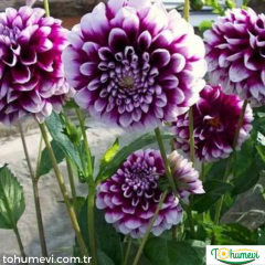 Dahlia Yıldız - Dalya - Patates  Çiçeği Kök - Thomas A. Edison - Mor Beyaz
