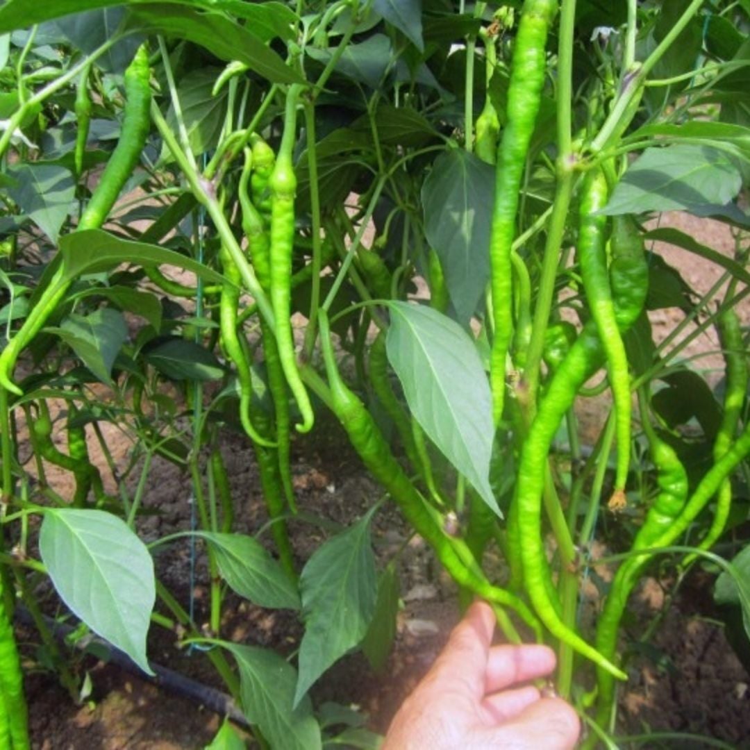 Organik Yerli Tatlı Kıl Biber Fidesi (1 kasa 48 adet)