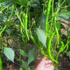 Organik Yerli Tatlı Kıl Biber Fidesi (1 kasa 48 adet)