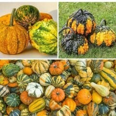 Prestij Karışım Süs Kabağı Tohumu – Cucurbita P