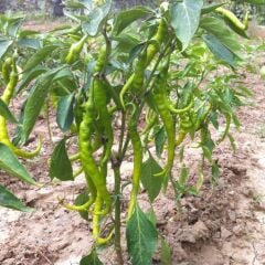 Organik Yerli Tatlı Kıl Biber Fidesi (1 kasa 48 adet)