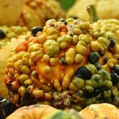 Prestij Karışım Süs Kabağı Tohumu – Cucurbita P