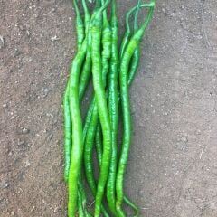 Organik Yerli Tatlı Kıl Biber Fidesi (1 kasa 48 adet)