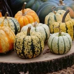 Prestij Karışım Süs Kabağı Tohumu – Cucurbita P