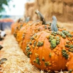 Prestij Karışım Süs Kabağı Tohumu – Cucurbita P