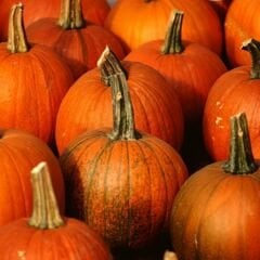 Prestij Karışım Süs Kabağı Tohumu – Cucurbita P