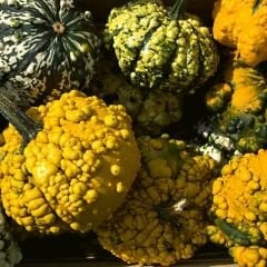 Prestij Karışım Süs Kabağı Tohumu – Cucurbita P