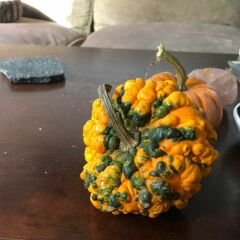 Prestij Karışım Süs Kabağı Tohumu – Cucurbita P