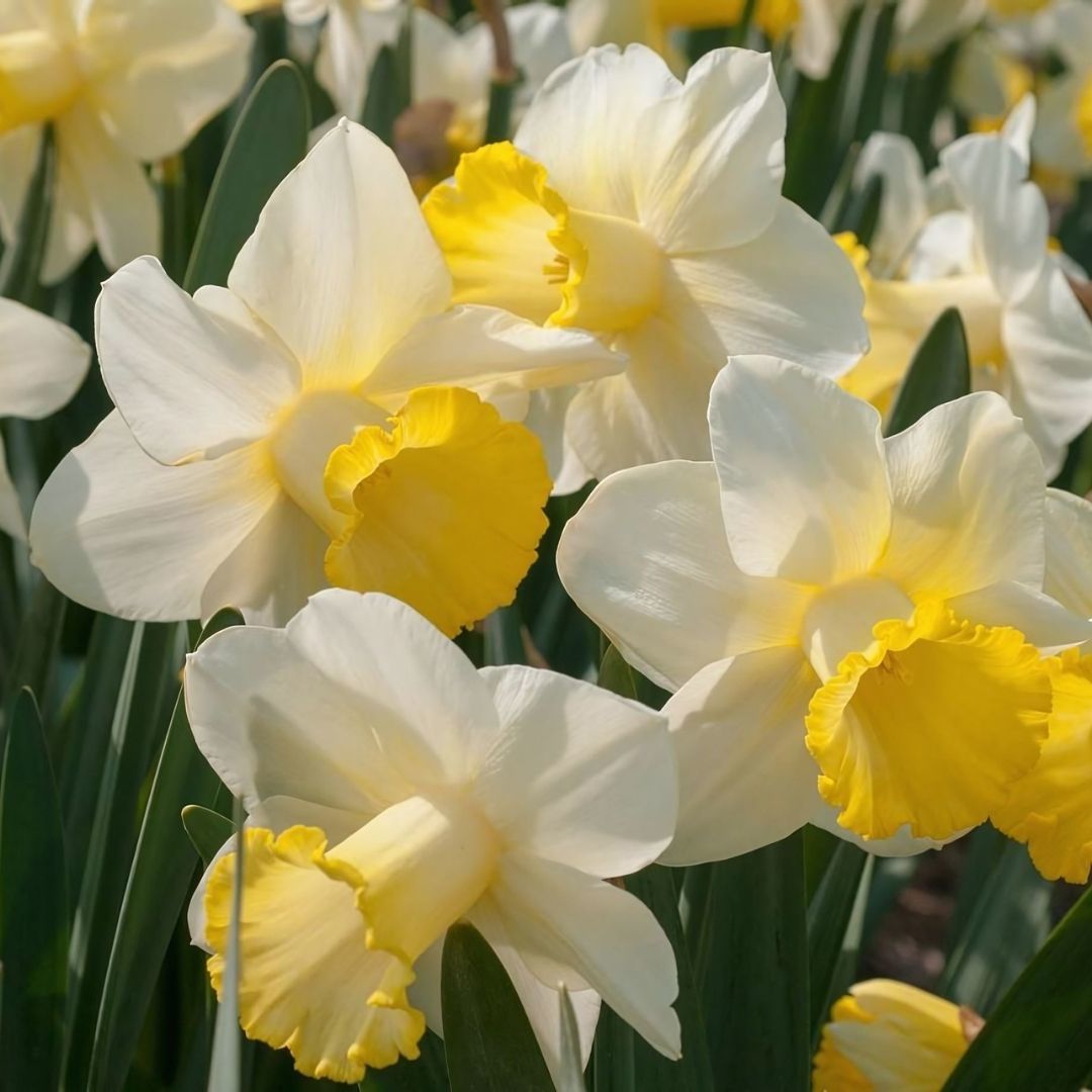 Goblet Nergis Soğanı - Narcisus - Beyaz Sarı