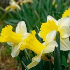 Goblet Nergis Soğanı - Narcisus - Beyaz Sarı