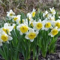 Goblet Nergis Soğanı - Narcisus - Beyaz Sarı