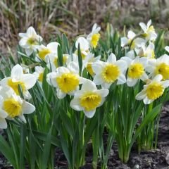 Goblet Nergis Soğanı - Narcisus - Beyaz Sarı