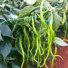 Organik Yerli Acı Kıl Biber Fidesi (1 Kasa / 48 adet )