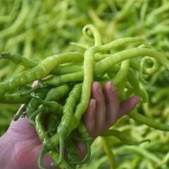 Organik Yerli Acı Kıl Biber Fidesi (1 Kasa / 48 adet )