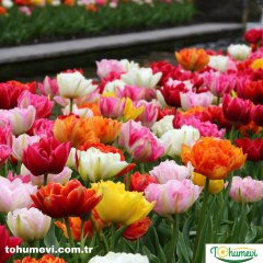 Pomponet Double Lale Soğanı Mix – Tulipa