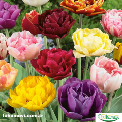 Pomponet Double Lale Soğanı Mix – Tulipa