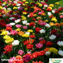 Pomponet Double Lale Soğanı Mix – Tulipa
