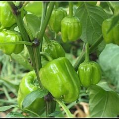 Kandil Dolmalık Biber Fidesi ( 1 kasa / 48 adet )