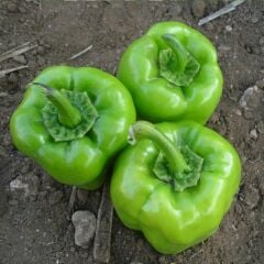 Kandil Dolmalık Biber Fidesi ( 1 kasa / 48 adet )