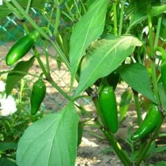 Jalapeno Biberi Fidesi – Chili Jalapeno (1 Kasa/48 Adet)