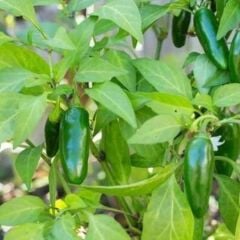 Jalapeno Biberi Fidesi – Chili Jalapeno (1 Kasa/48 Adet)