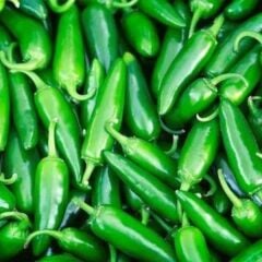 Jalapeno Biberi Fidesi – Chili Jalapeno (1 Kasa/48 Adet)