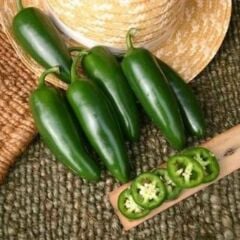 Jalapeno Biberi Fidesi – Chili Jalapeno (1 Kasa/48 Adet)