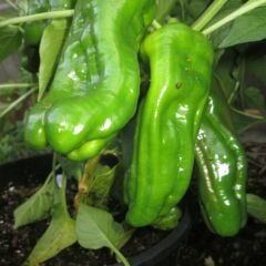 Tatlı Mazamort Biber Fidesi Geleneksel – Küba Biber - Cubanelle(1 akasa 48 adet)