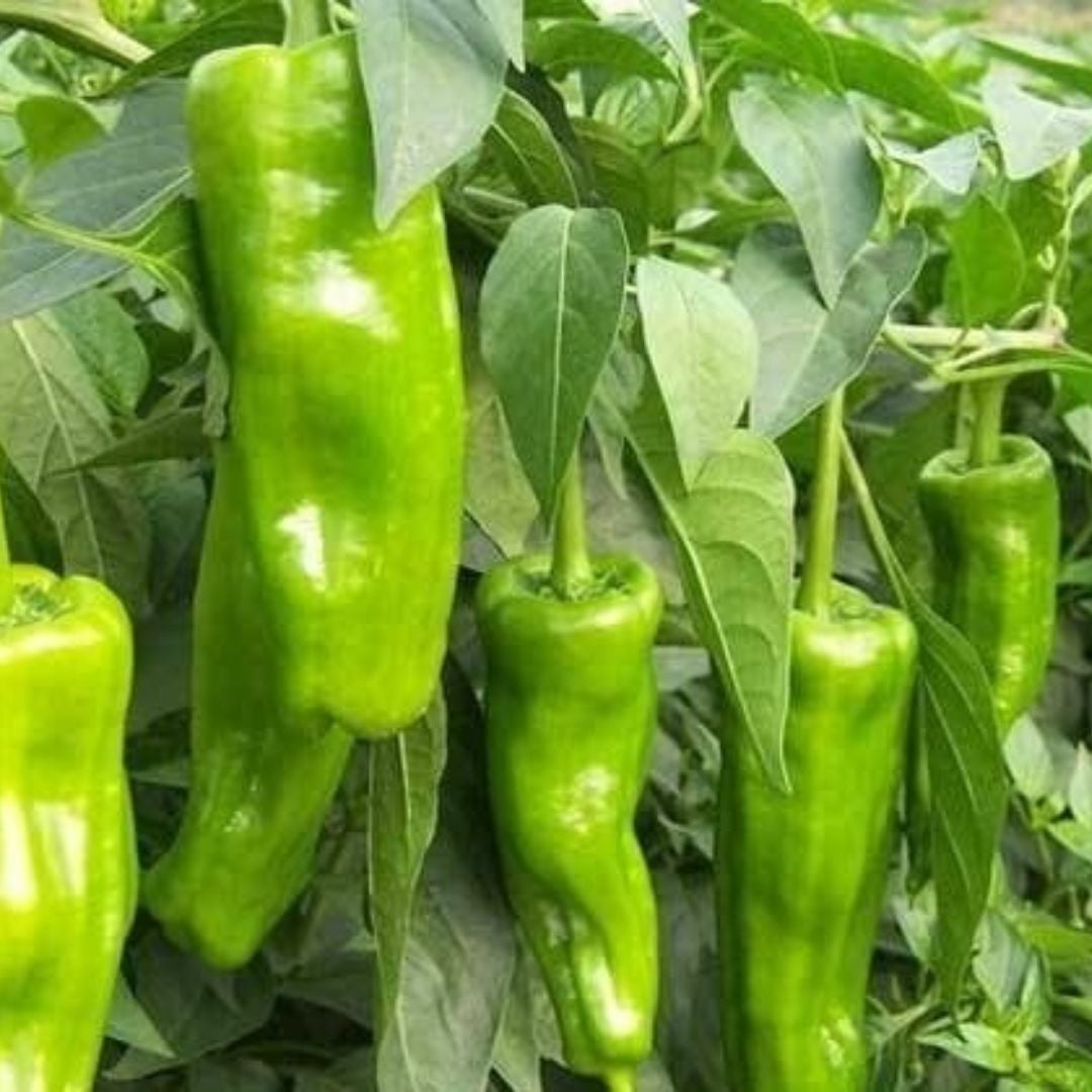 Tatlı Mazamort Biber Fidesi Geleneksel – Küba Biber - Cubanelle(1 akasa 48 adet)