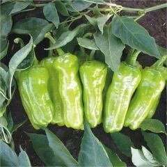 Tatlı Mazamort Biber Fidesi Geleneksel – Küba Biber - Cubanelle(1 akasa 48 adet)
