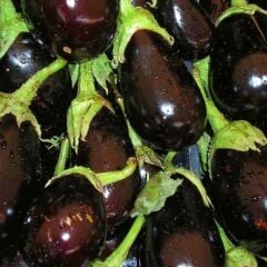 Bostan Patlıcan FidesiGeleneksel – Top Patlıcan(1 kasa 48 adet)