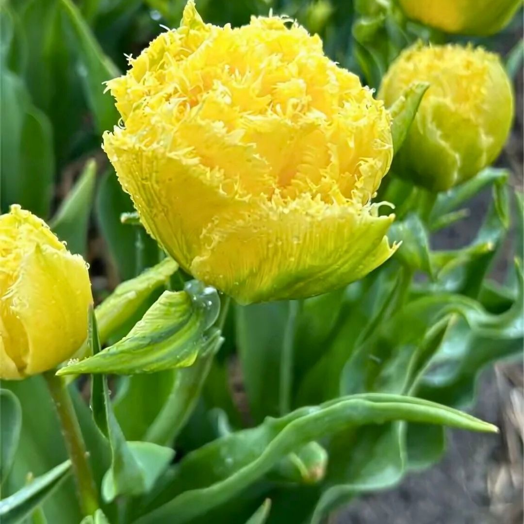 Lemon Shoot Lale Soğanı - Tulipa - Limon Sarı