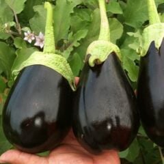 Bostan Patlıcan FidesiGeleneksel – Top Patlıcan(1 kasa 48 adet)