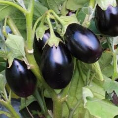 Bostan Patlıcan FidesiGeleneksel – Top Patlıcan(1 kasa 48 adet)