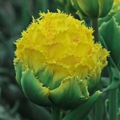 Lemon Shoot Lale Soğanı - Tulipa - Limon Sarı