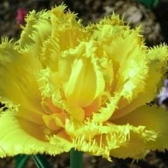 Lemon Shoot Lale Soğanı - Tulipa - Limon Sarı