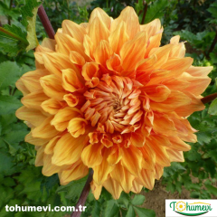 Dahlia Yıldız - Dalya - Patates  Çiçeği Kök - Glorie Van Noordwijk  - Turuncu Sarı ebruli