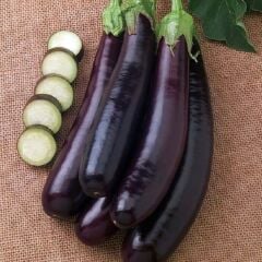 Kemer Patlıcan Fidesi Geleneksel(1 kasa / 48 adet)