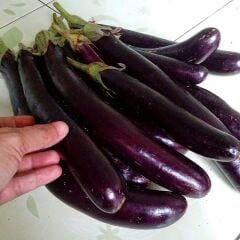 Kemer Patlıcan Fidesi Geleneksel(1 kasa / 48 adet)