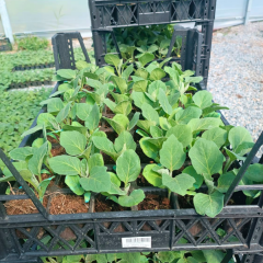 Kemer Patlıcan Fidesi Geleneksel(1 kasa / 48 adet)